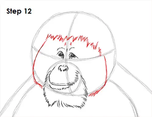 Draw Orangutan Ape 12