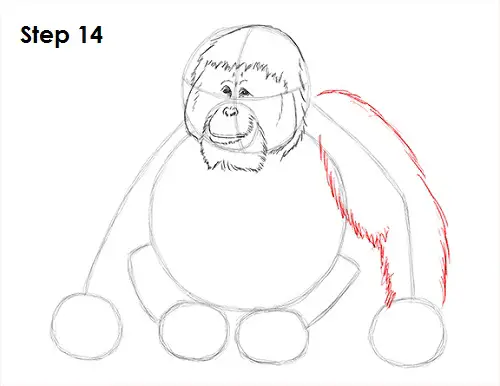 Draw Orangutan Ape 14