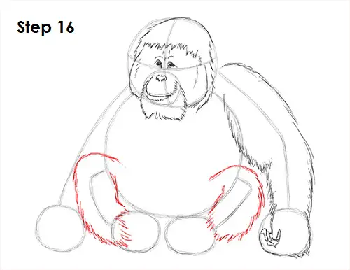 Draw Orangutan Ape 16