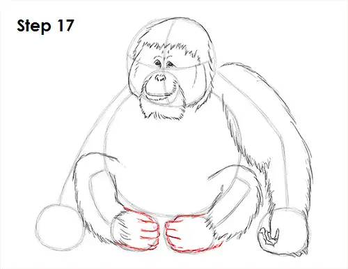 Draw Orangutan Ape 17