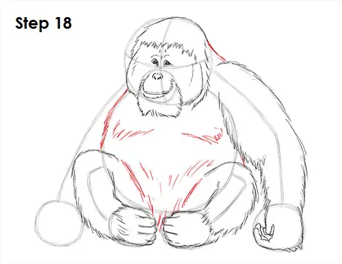 Draw Orangutan Ape 18