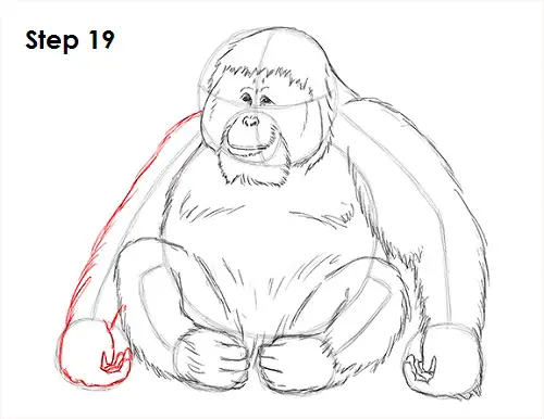 Draw Orangutan Ape 19