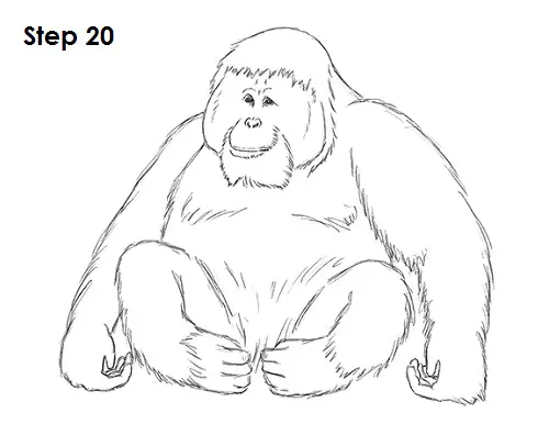 Draw Orangutan Ape 20