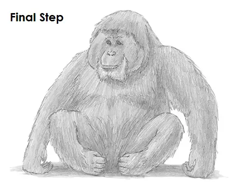 How to Draw Orangutan Ape