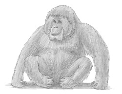 How to Draw an Orangutan Sitting