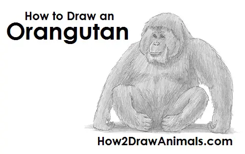 Draw Orangutan Ape