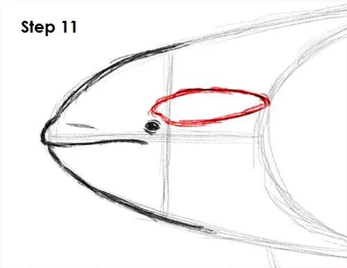 Draw Orca 11