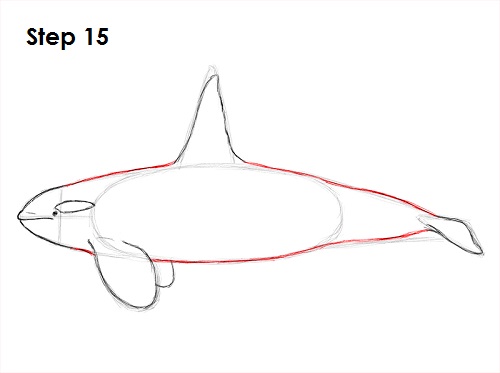 Draw Orca 15