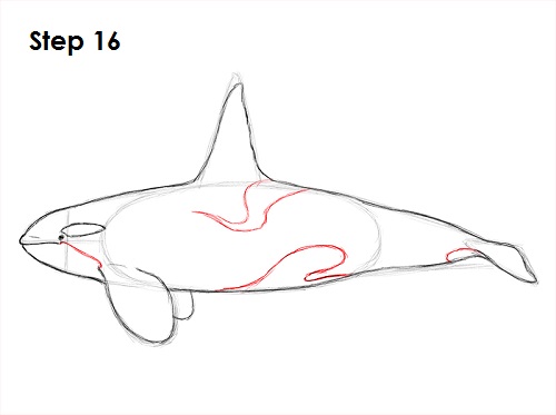 Draw Orca 16