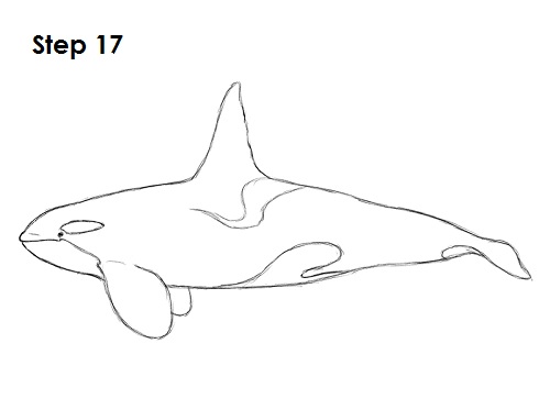 Draw Orca 17