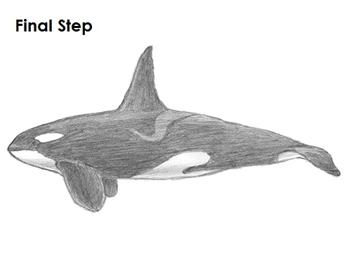 Draw Orca