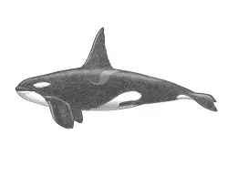 How to Draw an Orca Killer Whale Side View