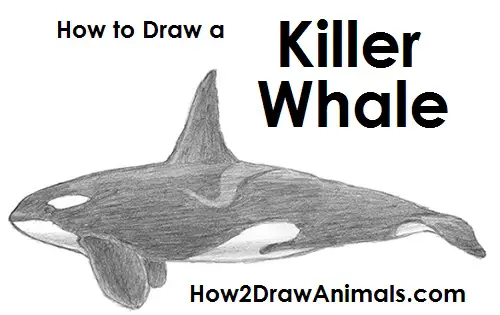 How to Draw an Orca Killer Whale Side View