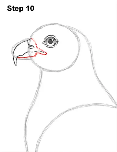 How to Draw Osprey Seahawk Bird Side 10