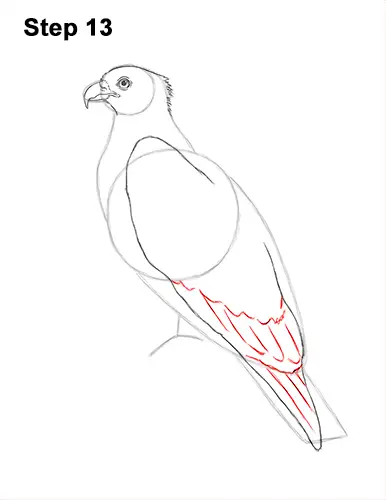 How to Draw Osprey Seahawk Bird Side 13