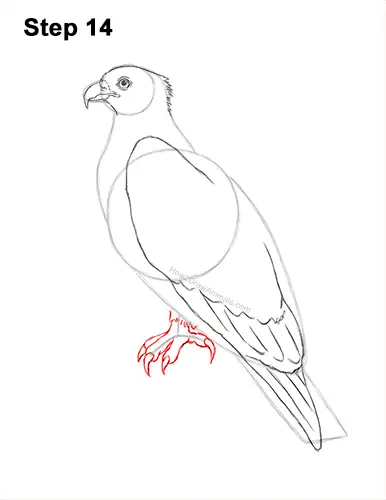 How to Draw Osprey Seahawk Bird Side 14