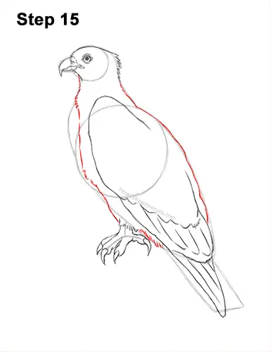 How to Draw Osprey Seahawk Bird Side 15