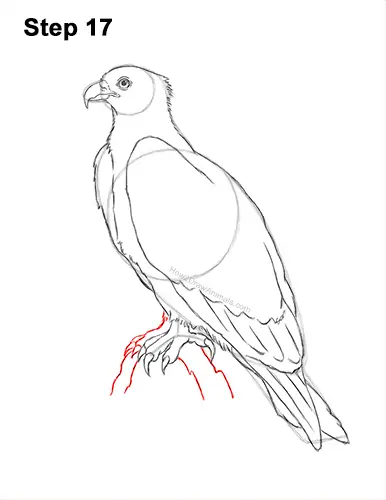 How to Draw Osprey Seahawk Bird Side 17