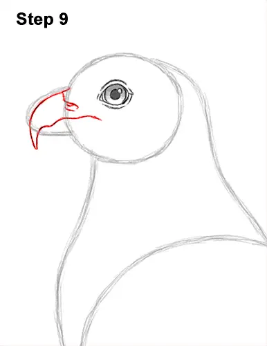 How to Draw Osprey Seahawk Bird Side 9