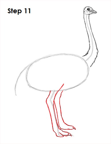 Draw Ostrich 11