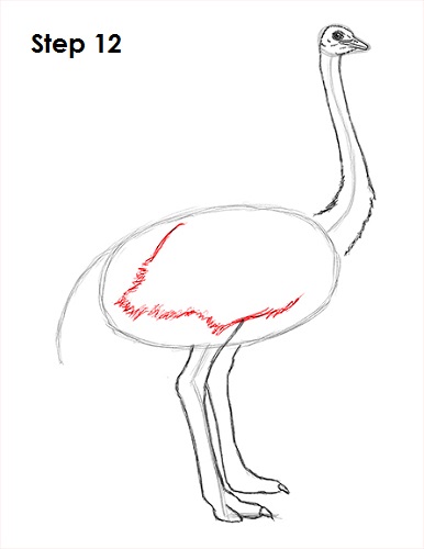 Draw Ostrich 12