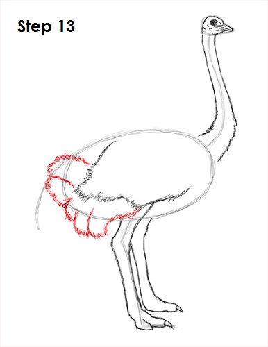 Draw Ostrich 13
