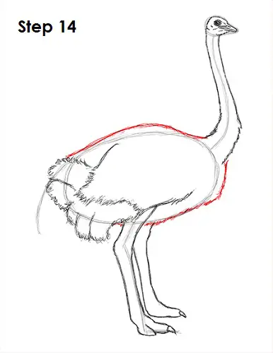 Draw Ostrich 14