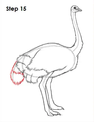 Draw Ostrich 15