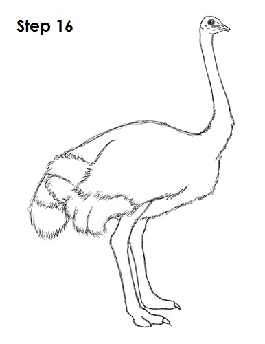 ostrich. Birds. Drawings. Pictures. Drawings ideas for kids. Easy and simple .