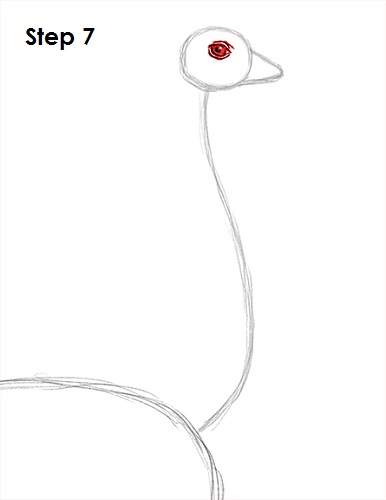 Draw Ostrich 7
