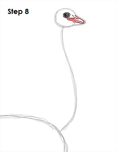 Draw Ostrich 8