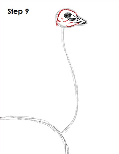 Draw Ostrich 9