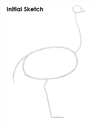 Draw Ostrich Sketch