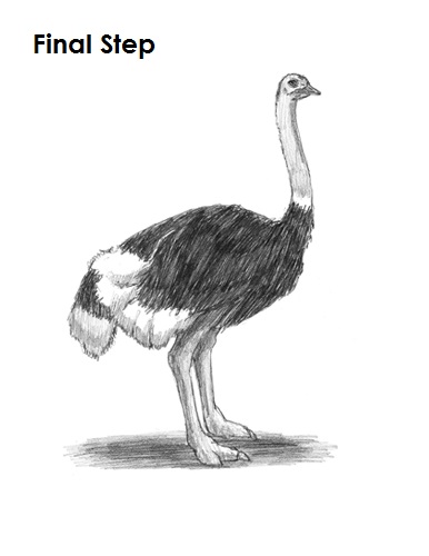 Draw Ostrich Final