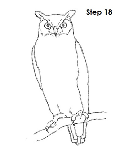 Draw Great Horned Owl 18