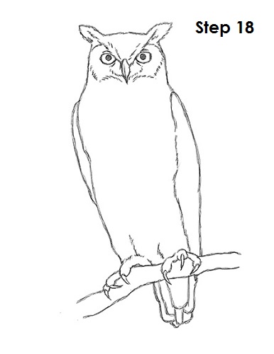 How to Draw an Owl (Great-Horned) VIDEO & Step-by-Step Pictures