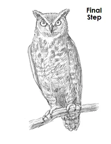 Draw Great Horned Owl Final