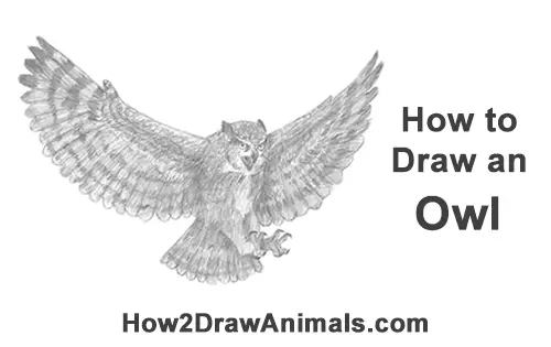 How to Draw a Great Horned Owl Flying Hunting Wings