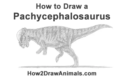 How to Draw Running Charging Pachycephalosaurus Dinosaur