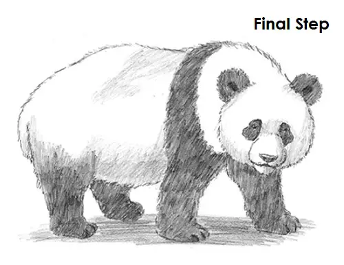 Draw Panda Final