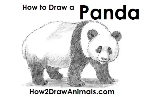 How to Draw a Kawaii Panda (Easy Beginner Guide)