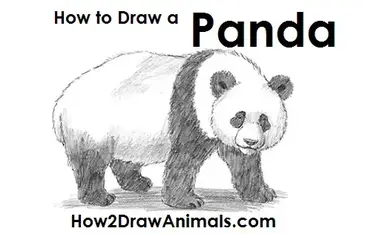 How To Draw A Panda Video Step By Step Pictures
