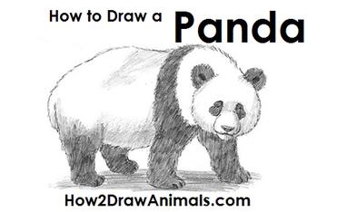 pencil drawings of pandas