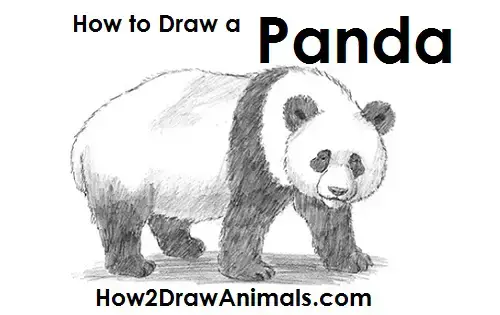 Featured image of post How To Draw A Panda For Kids - Illustrate the two small rounded ear illustrations positioned on both sides of its head.