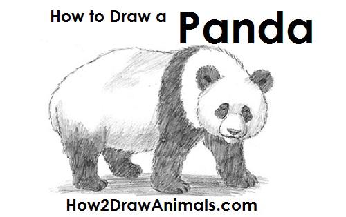how to draw a step by step panda