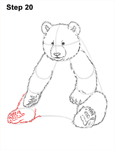 How to Draw Cute Giant Panda Bear Sitting 20