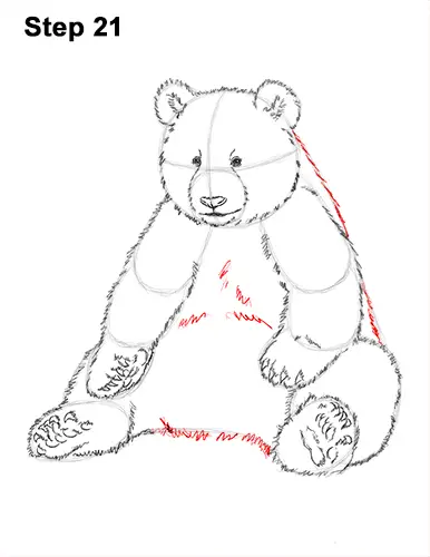 How to Draw Cute Giant Panda Bear Sitting 21