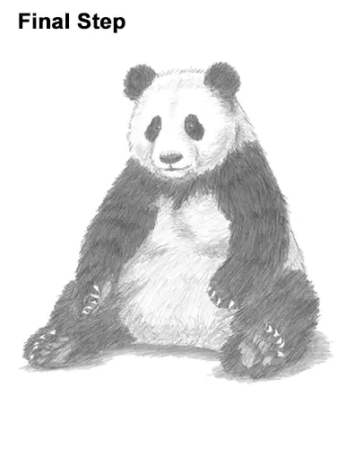 How to Draw Cute Giant Panda Bear Sitting