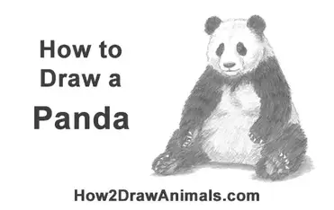 How To Draw A Panda Sitting