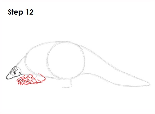 Draw Pangolin 12